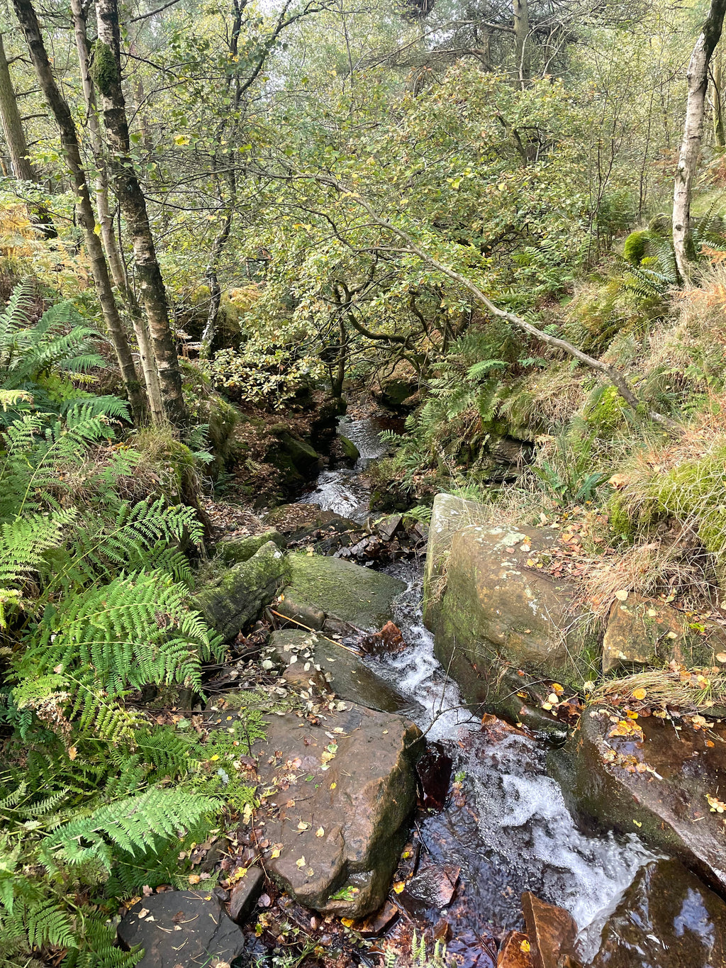 Bubbling Brook