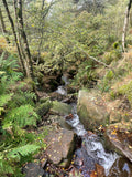 Bubbling Brook