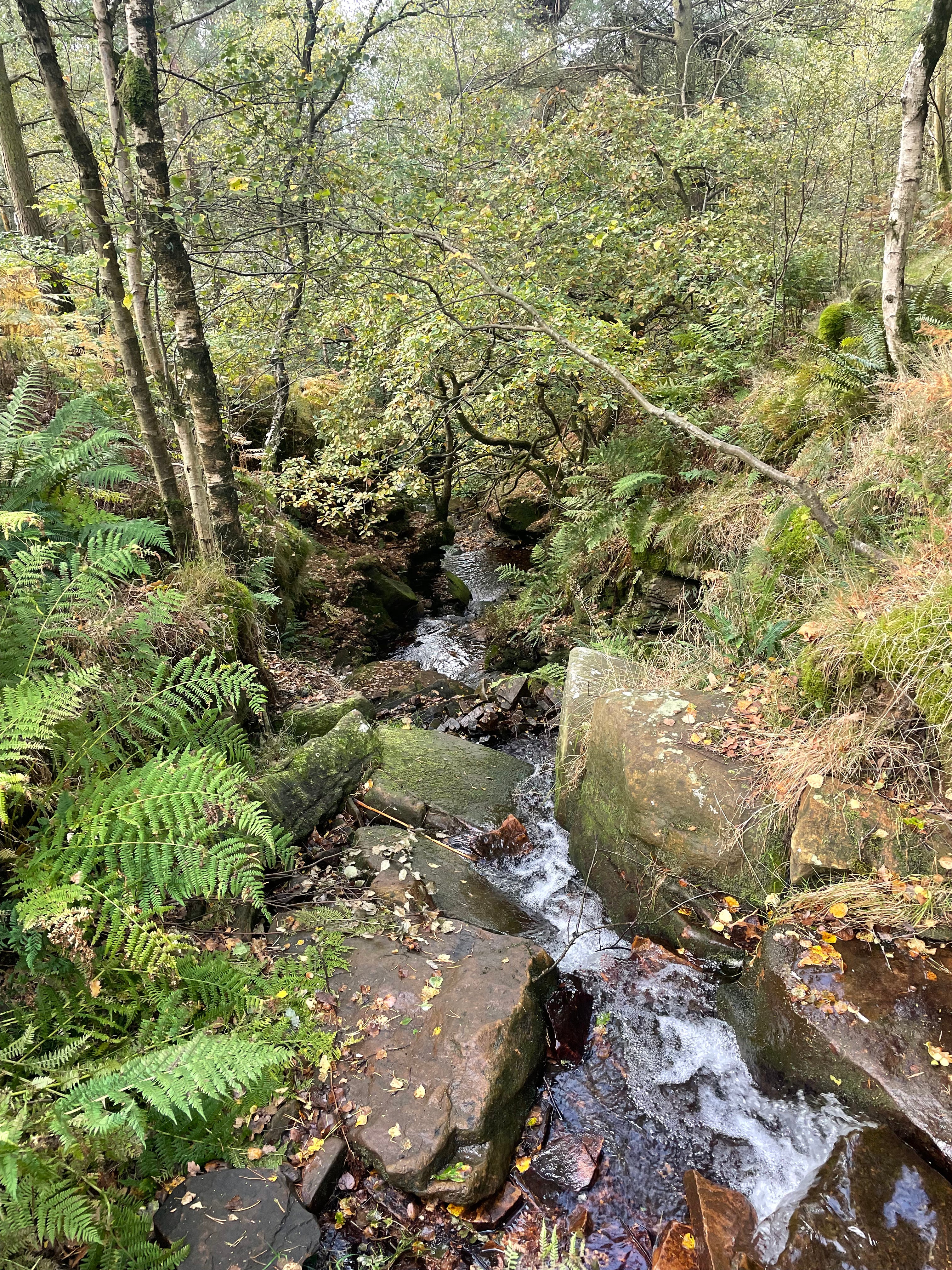 Bubbling Brook